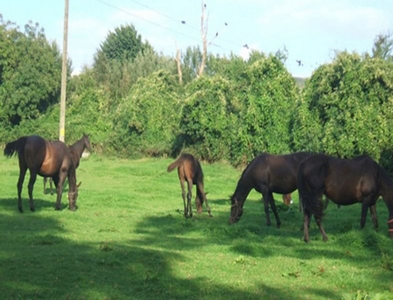 לינה וארוחת בוקר Monasterevin Cloncarlin House מראה חיצוני תמונה